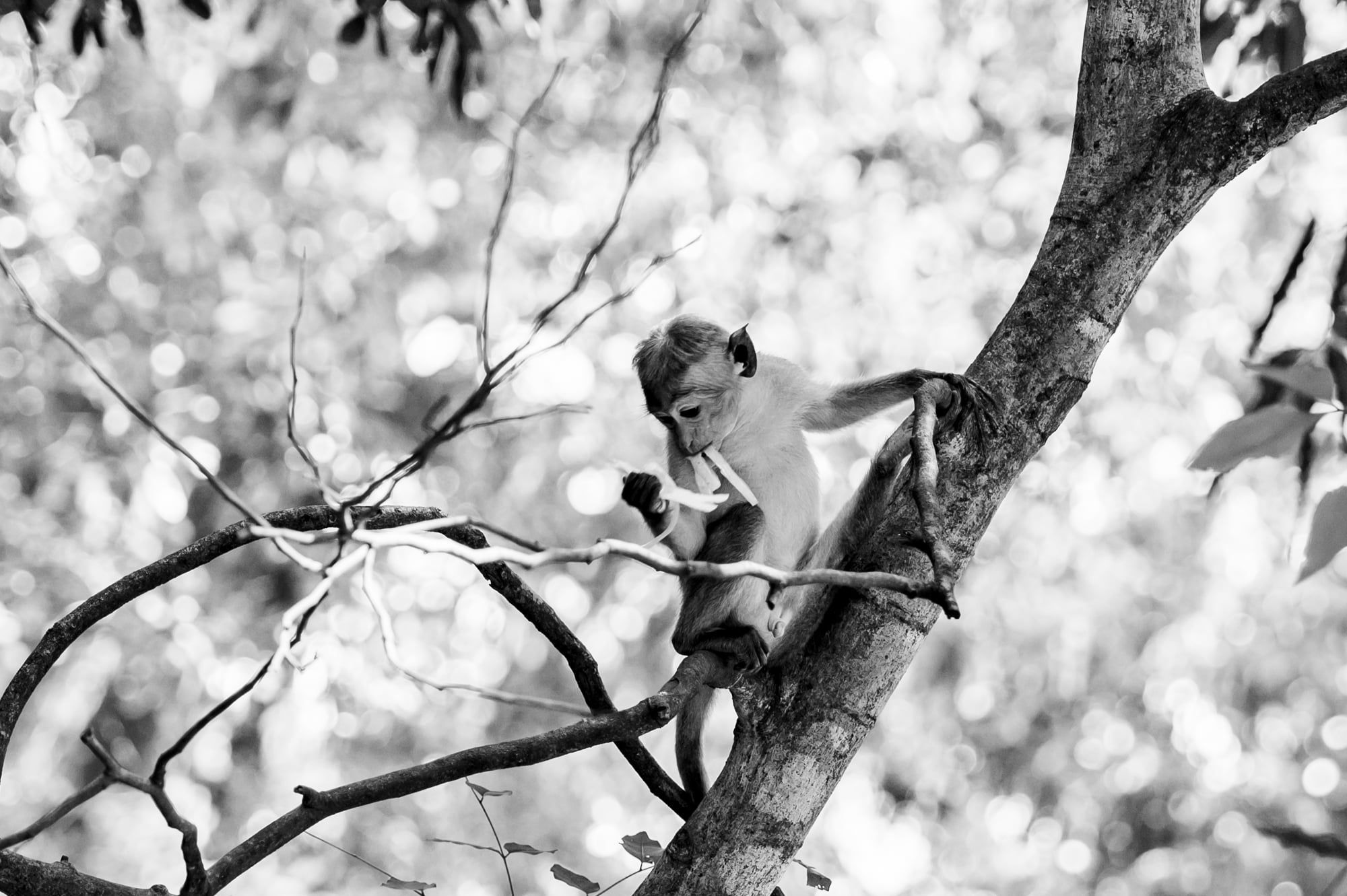 Affe sitzt in einer Astgabel und schaut zur Seite, aufgenommen in Sri Lanka, Schwarzweiß