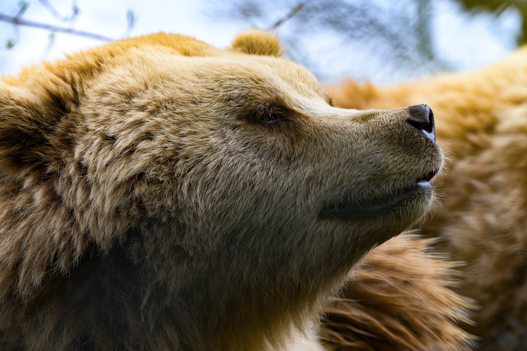 Braunbär hält die Augen geschlossen und reckt die Schnauze genüsslich in die Sonne im Wildpark Poing