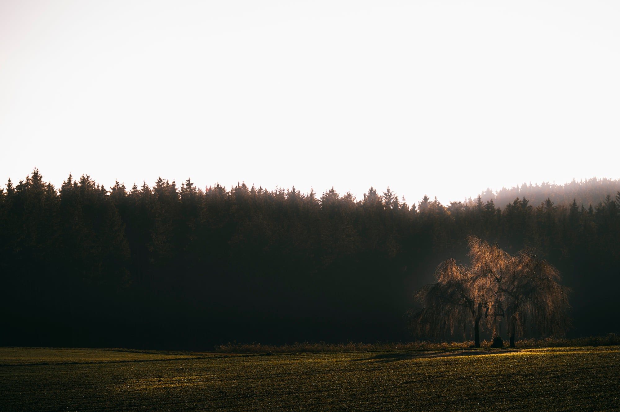 Einzelner kahler Baum vor einem dunklen Waldrand unter hellem, dunstigem Himmel, aufgenommen in Bayern