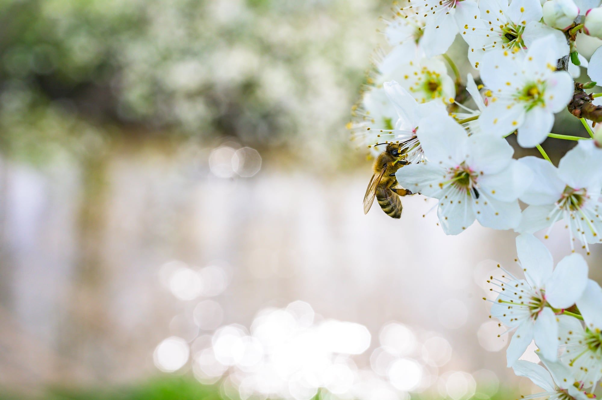 Biene sammelt an weißen Kirschblüten vor hellem, unscharfem Hintergrund, aufgenommen in Bayern