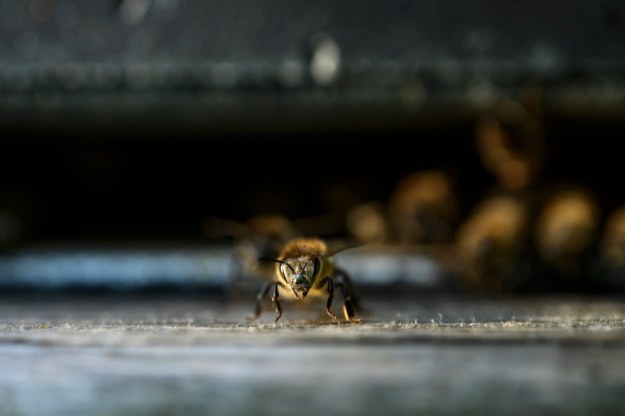 Bienen am Flugloch eines Bienenstocks, eine Biene im Vordergrund scharf, aufgenommen in Bayern