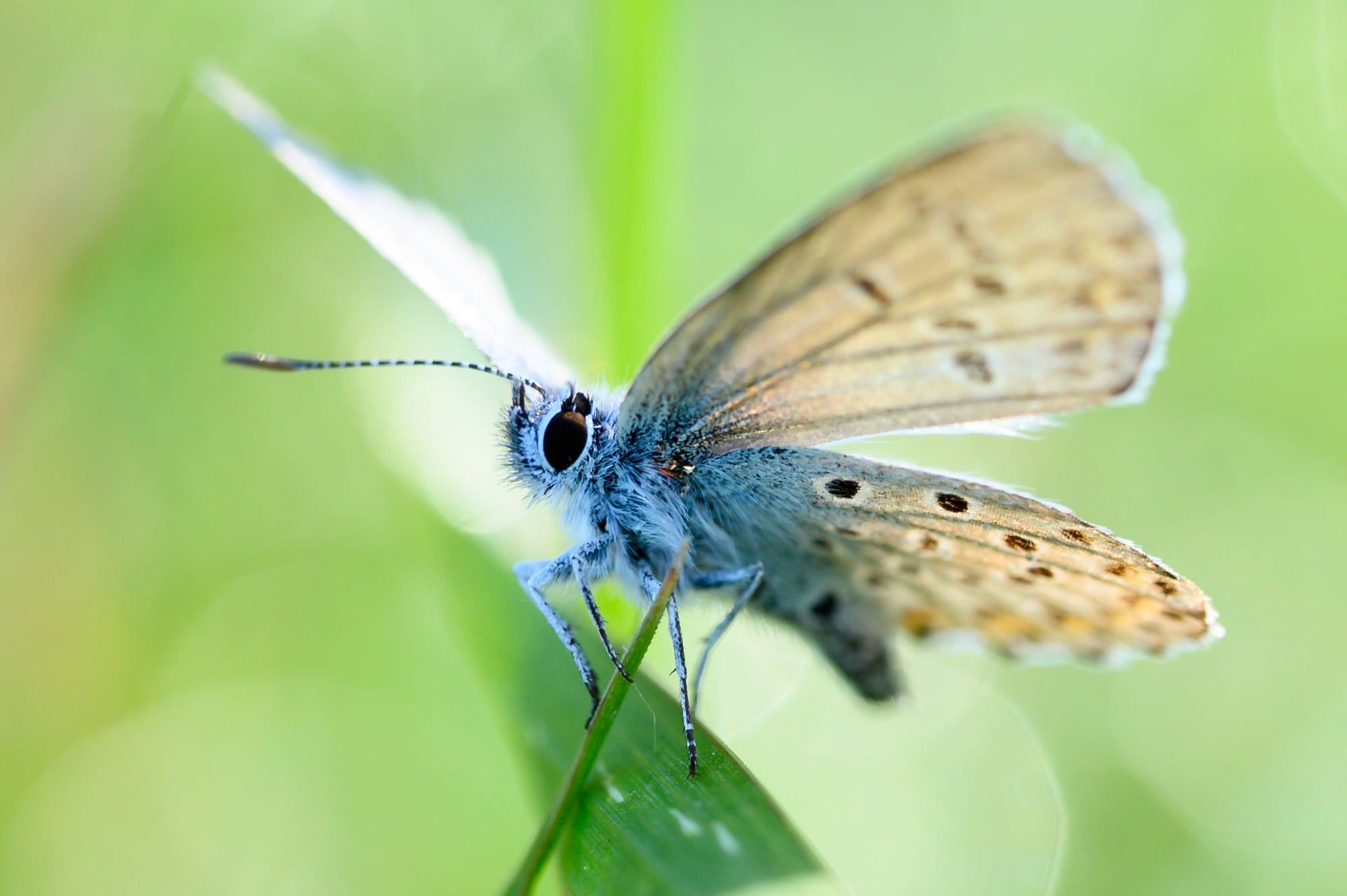 Blauer Bläuling mit geöffneten Flügeln auf einem Blatt vor hellgrünem Hintergrund, aufgenommen in Bayern