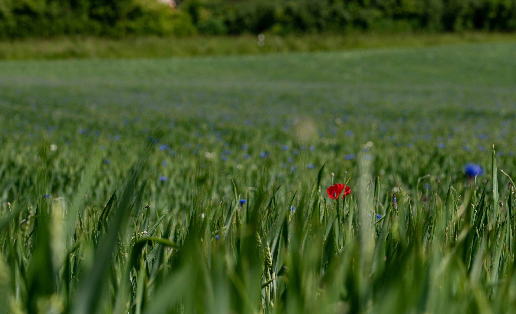 Grünes Getreidefeld mit einer roten Mohnblüte und einer blauen Kornblume, aufgenommen in Bayern