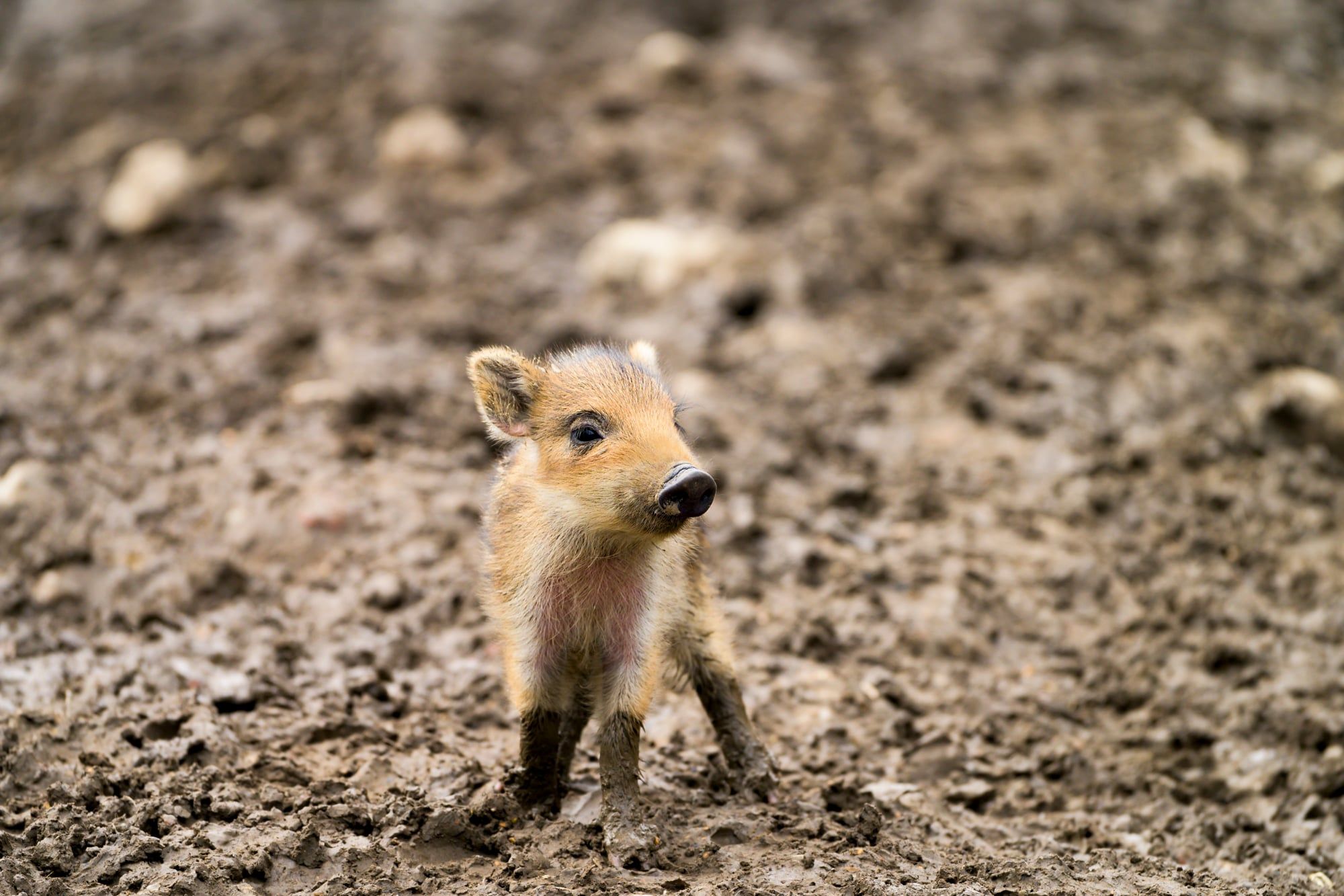 Kleiner gestreifter Frischling steht auf sandigem Waldboden und blickt in die Kamera im Wildpark Poing