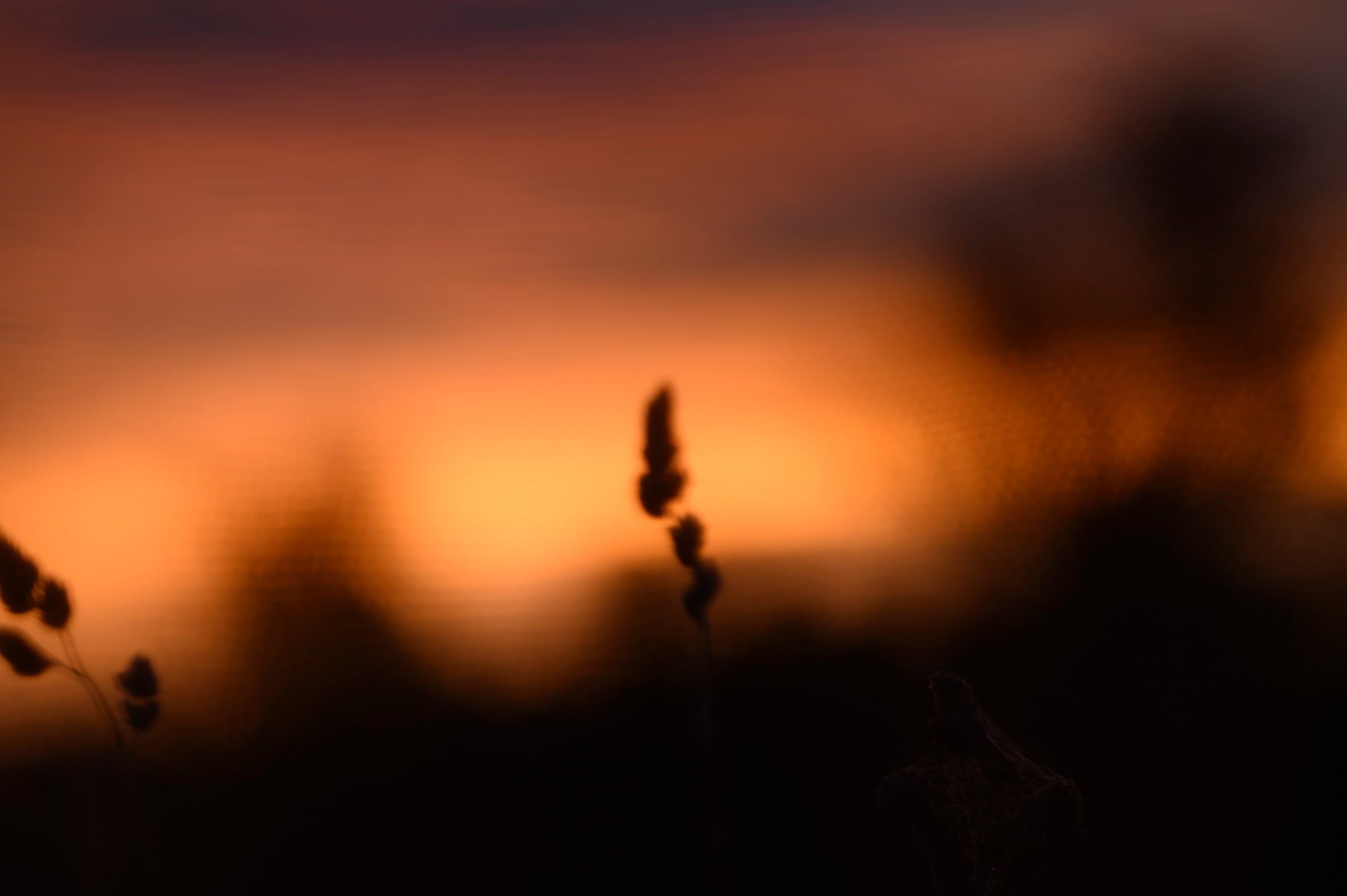 Gräser als Silhouette vor einem glühend orangefarbenen Abendhimmel, aufgenommen in Bayern