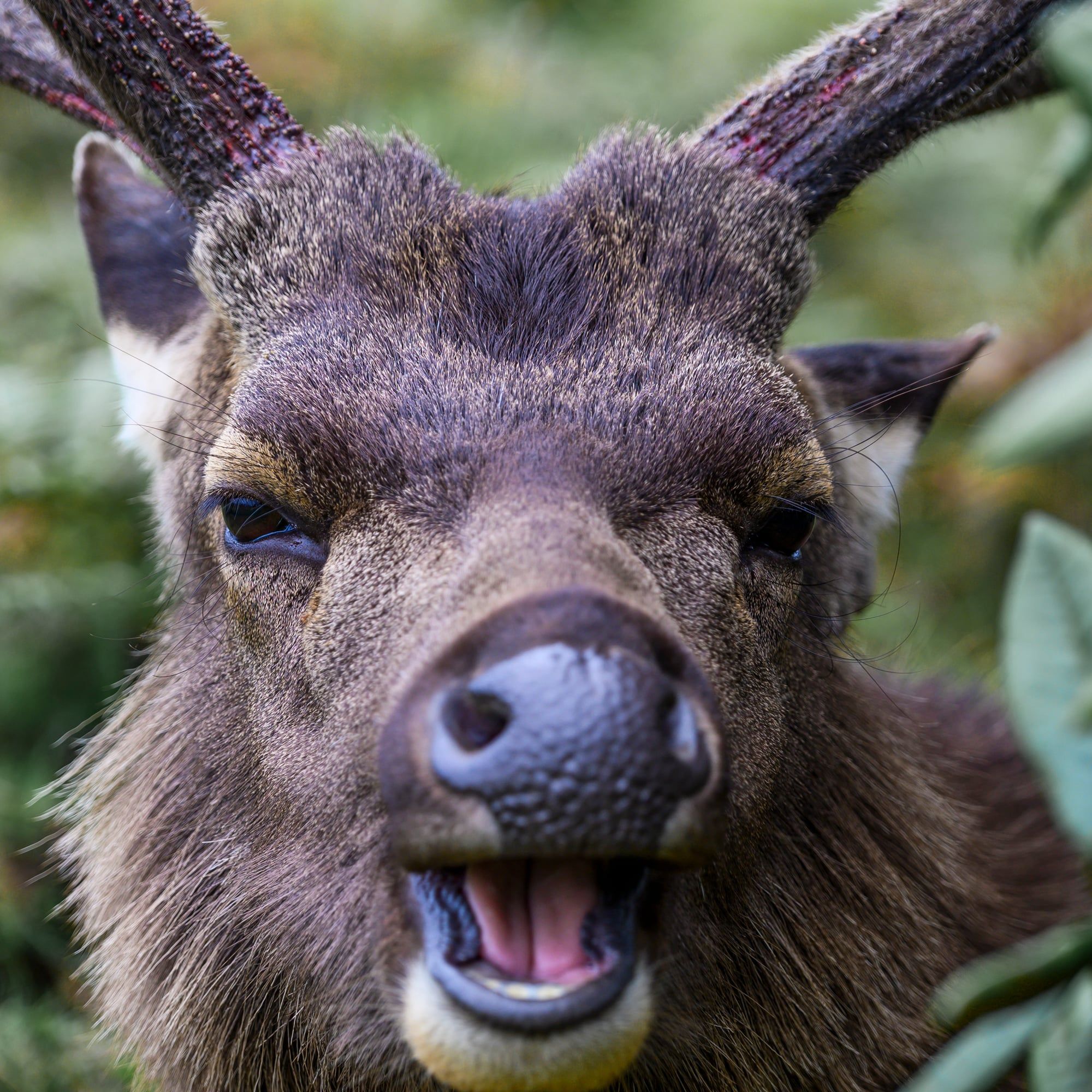 Hirsch blickt frontal in die Kamera und öffnet dabei das Maul, als würde er lachen, aufgenommen in Sri Lanka