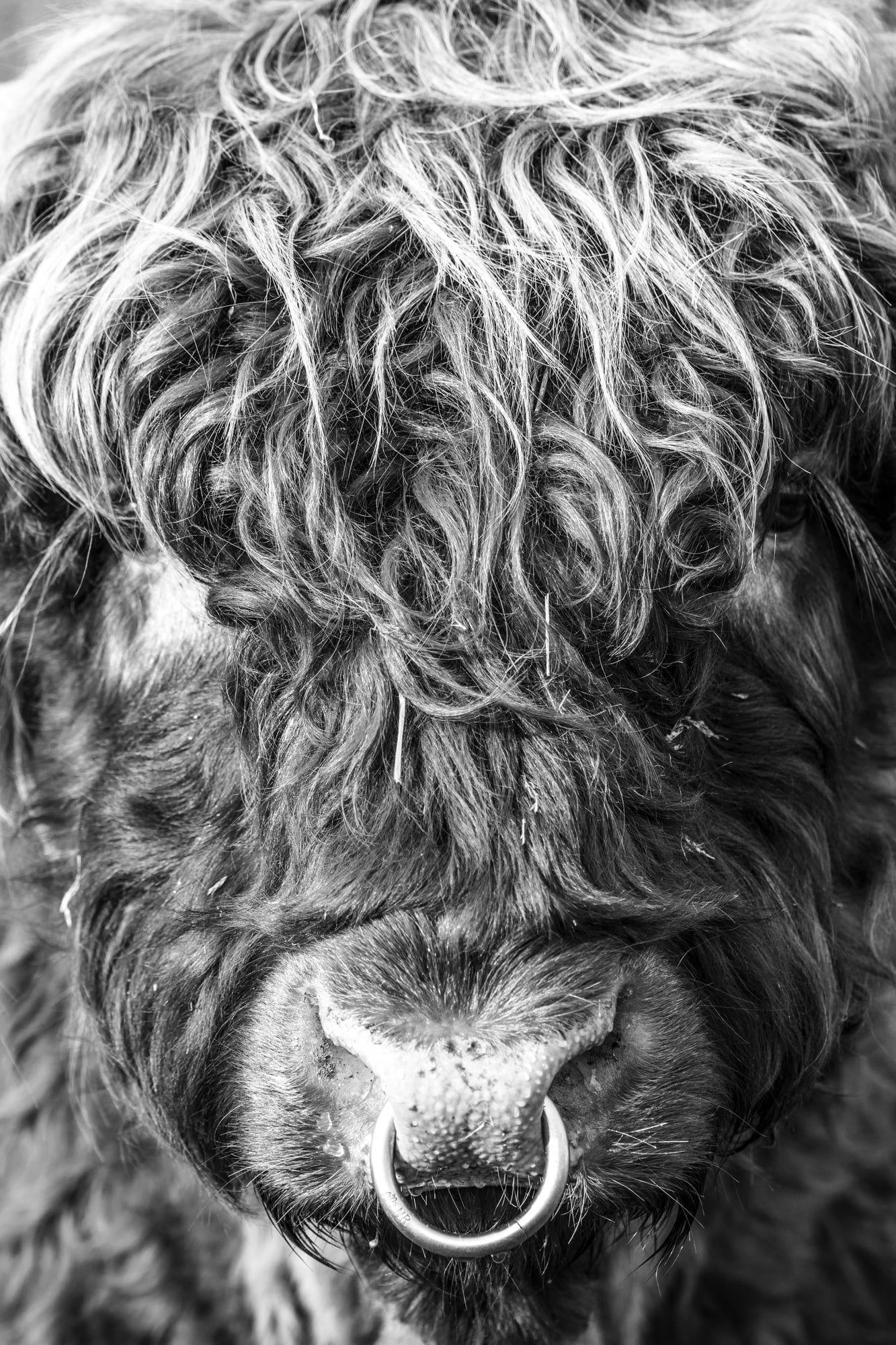 Schwarzweißes Portrait eines zotteligen Hochlandrinds mit Nasenring, aufgenommen in Bayern