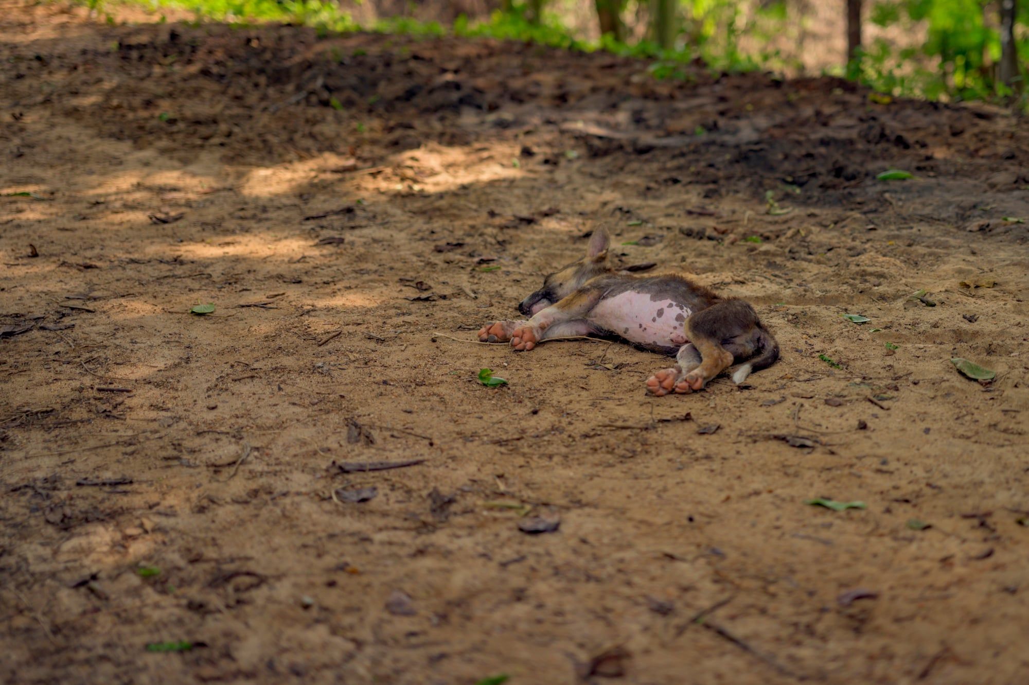 Kleiner Hund liegt ausgestreckt auf sonnigem, sandigem Boden, aufgenommen in Sri Lanka
