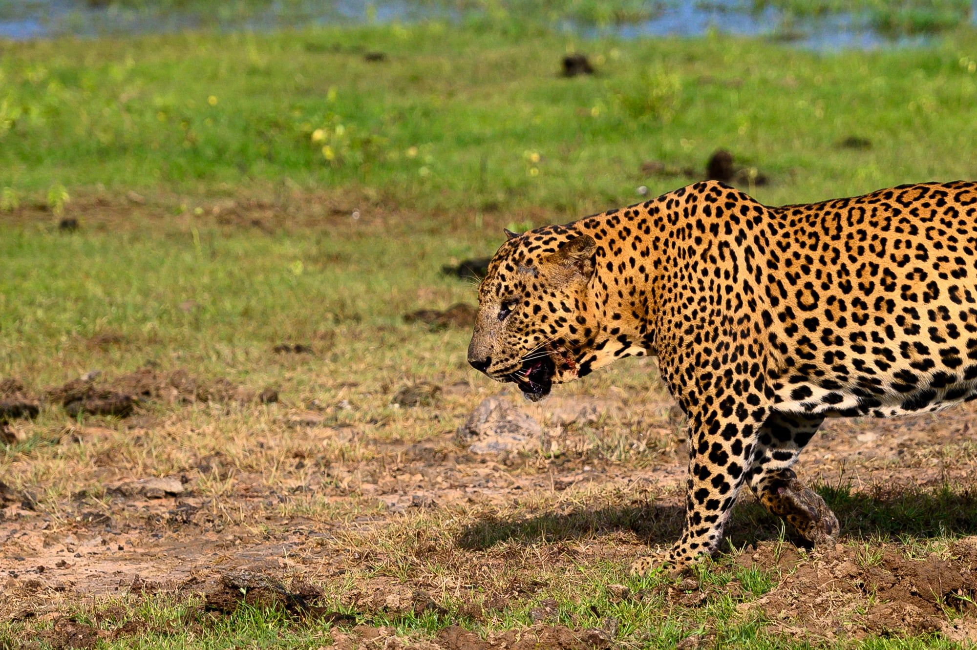 Leopard schreitet im Profil über eine grasbewachsene Lichtung, aufgenommen in Sri Lanka