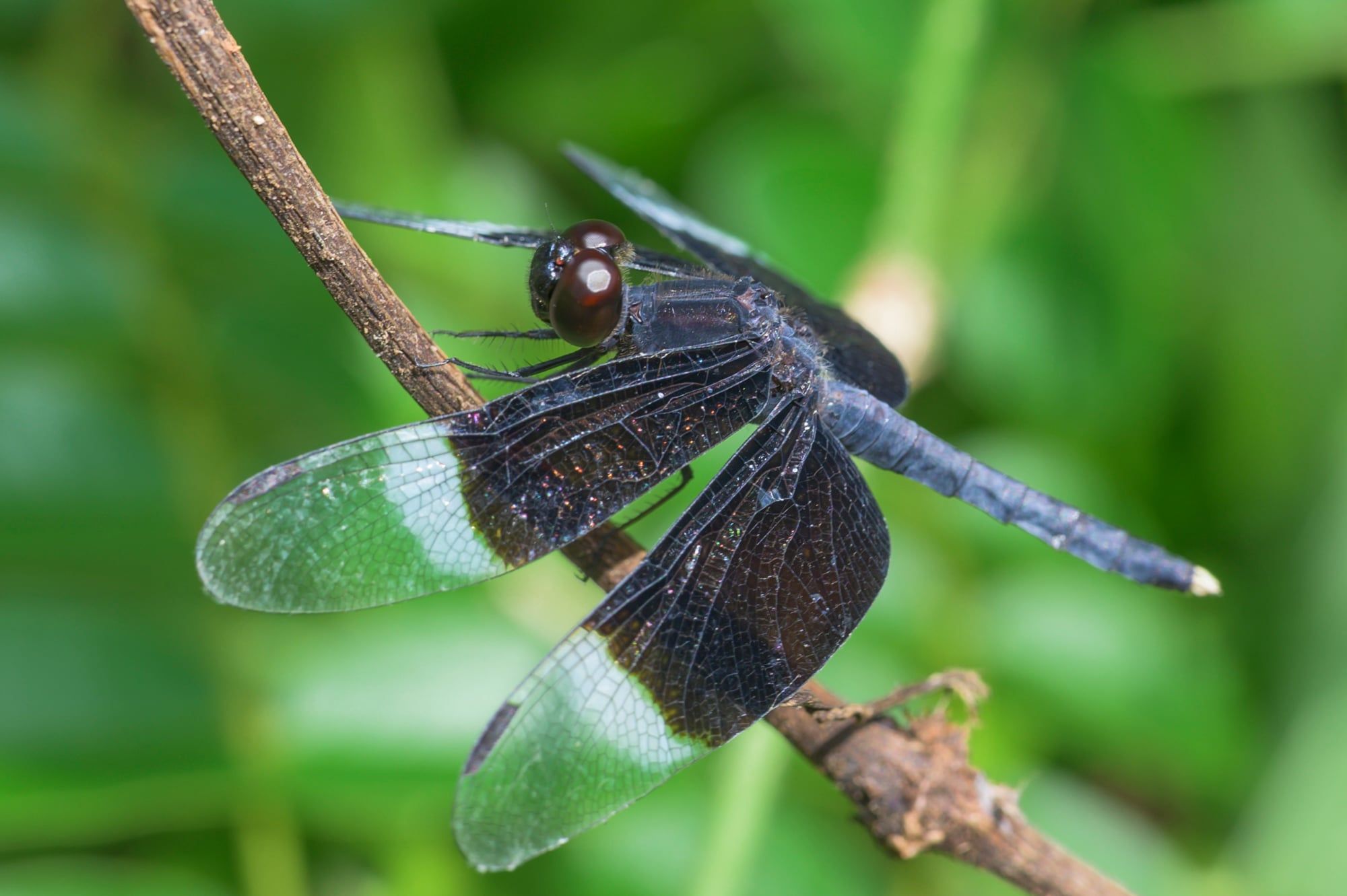 Libelle mit dunkelblauen Flügeln sitzt auf einem Zweig vor grünem Hintergrund, aufgenommen in Sri Lanka
