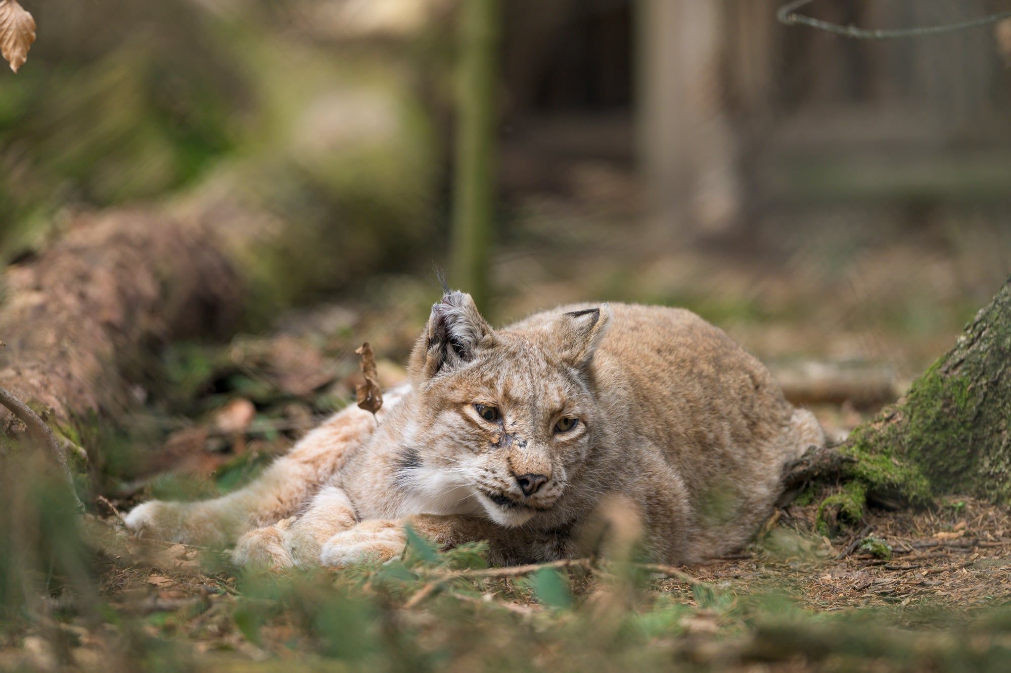 Luchs liegt entspannt auf dem Waldboden und blickt in die Kamera im Wildpark Poing