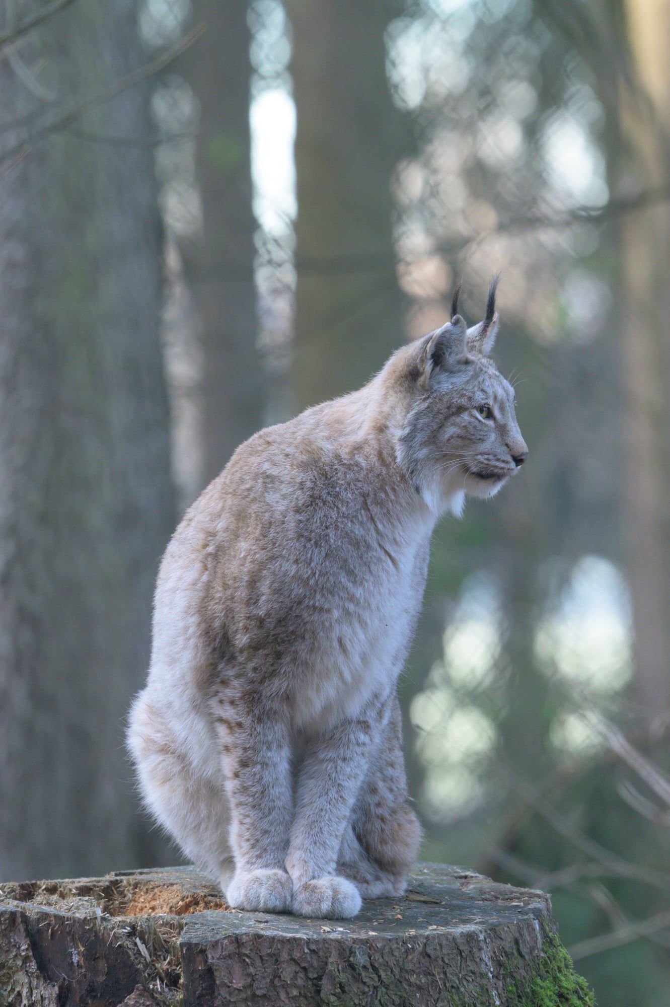Luchs sitzt aufrecht auf einem Baumstumpf im Wald des Wildparks Poing und blickt zur Seite