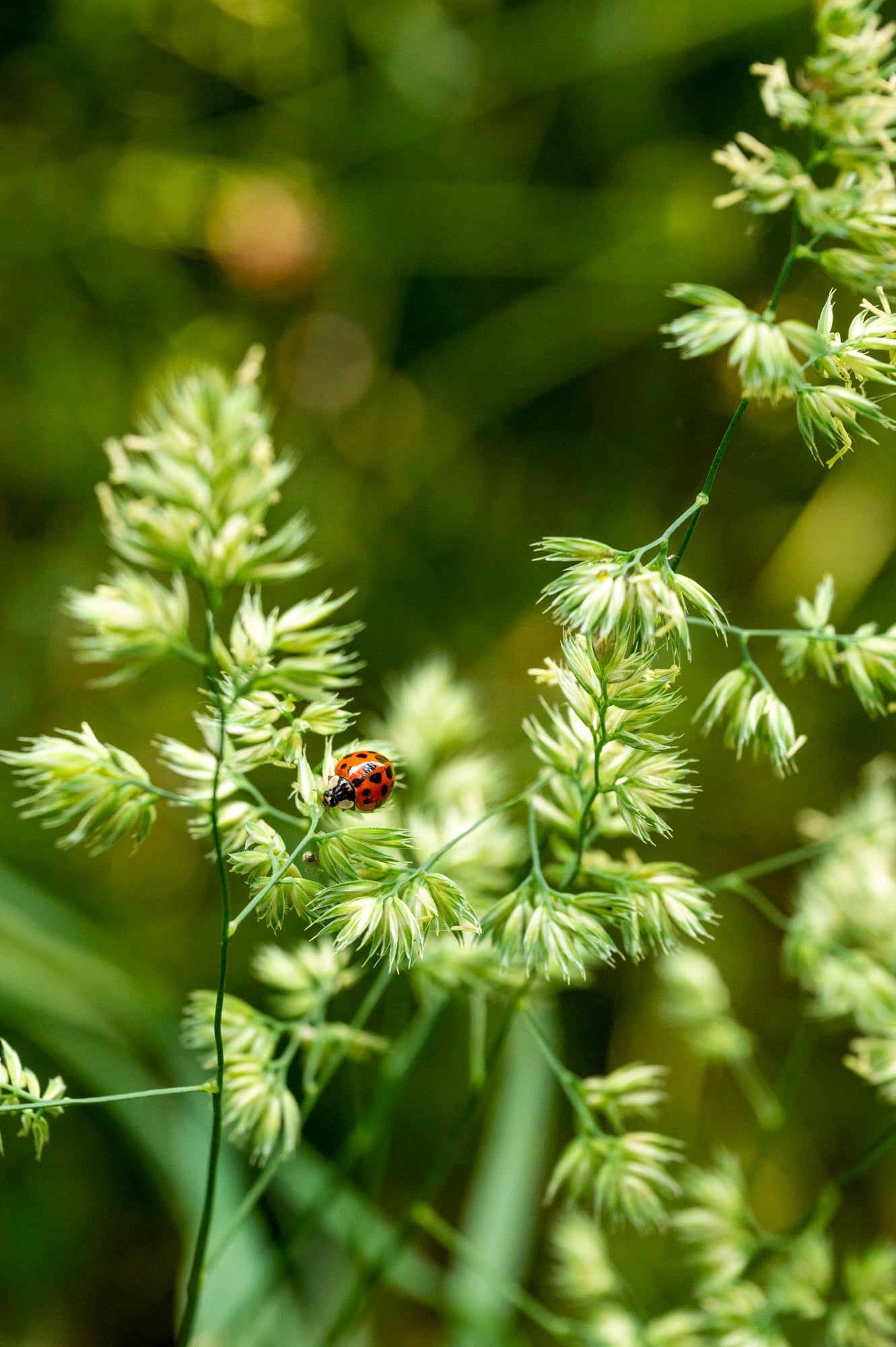 Marienkäfer klettert an hellgrünen Grasrispen, aufgenommen in Bayern