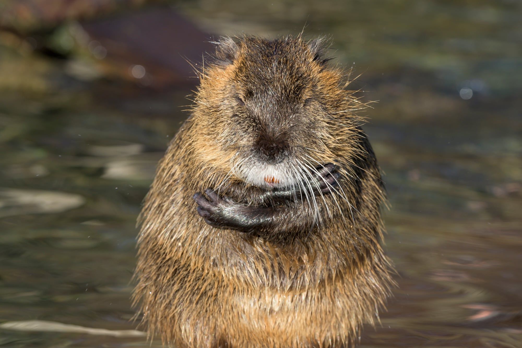 Nutria mit nassem Fell sitzt im flachen Wasser und hält ihr Futter mit den Pfoten im Wildpark Poing