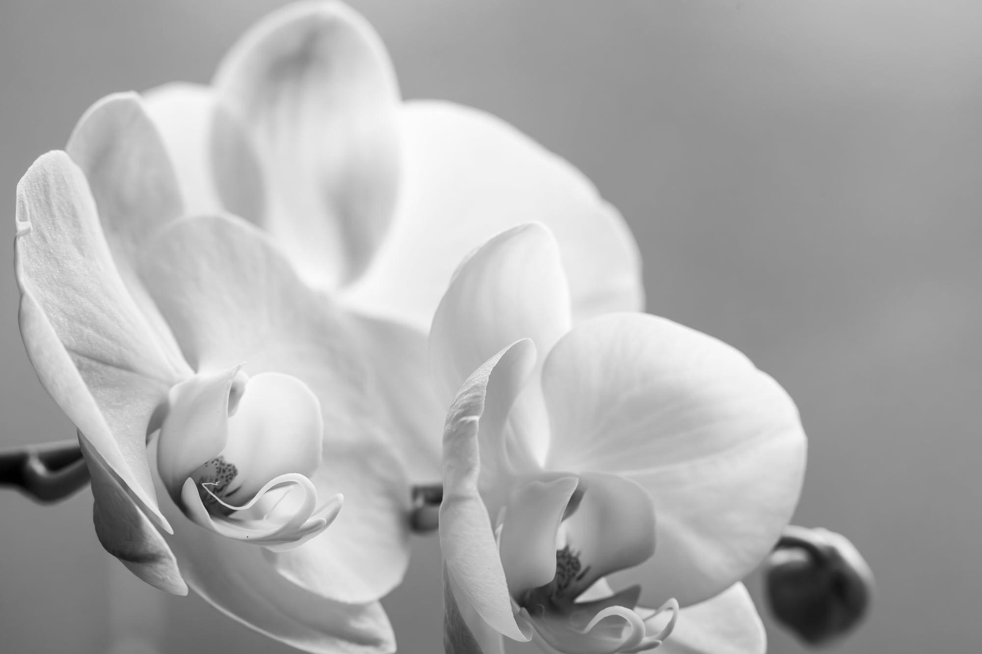 Weiße Orchideenblüten in Schwarzweiß, aufgenommen in Bayern