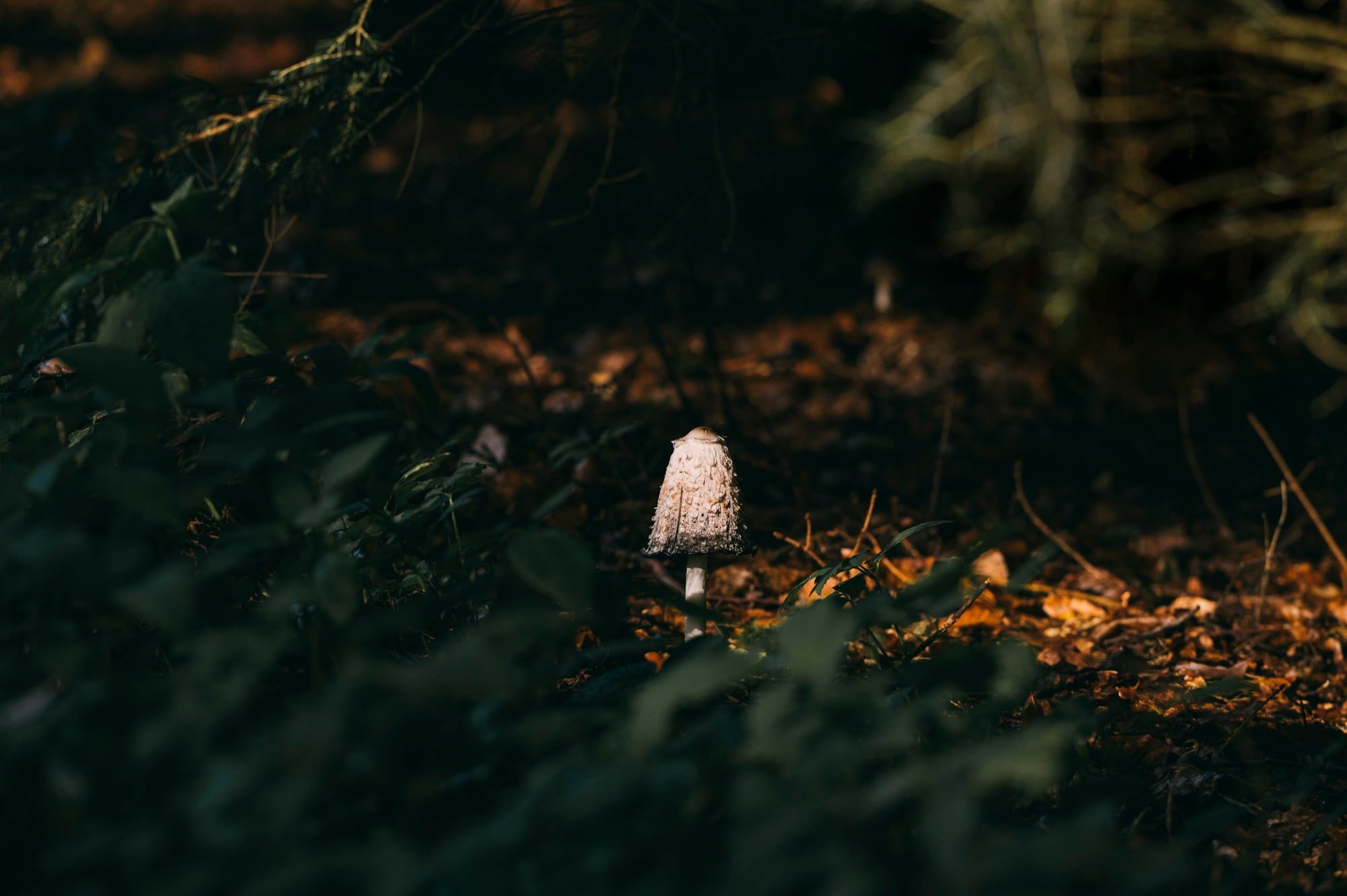 Kleiner heller Pilz auf dem dunklen Waldboden im letzten Licht, aufgenommen in Bayern