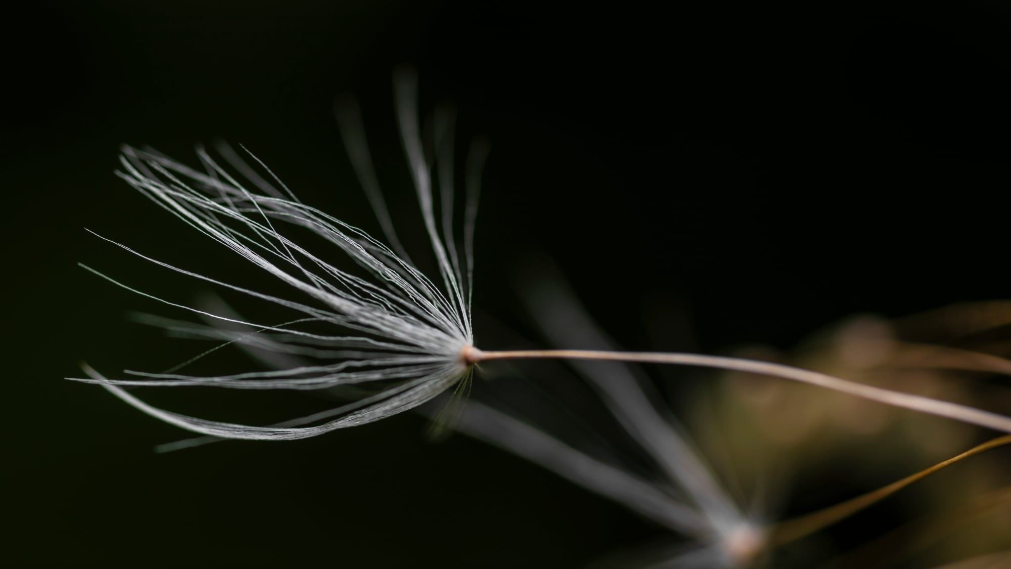 Einzelner Pusteblumensamen mit feinen Härchen vor dunklem Hintergrund, aufgenommen in Bayern
