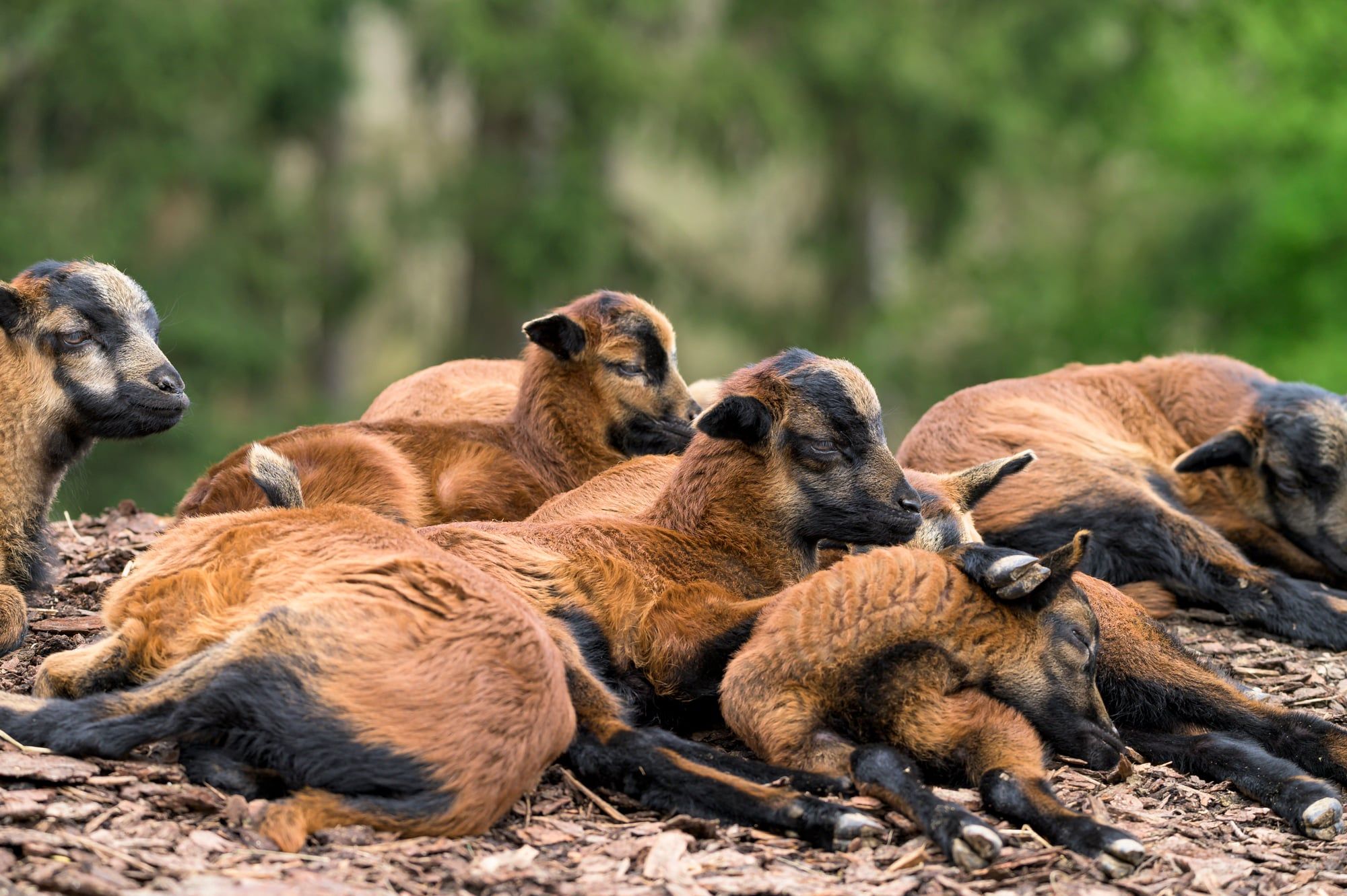 Gruppe brauner Schafe mit Lämmern ruht dicht beieinander auf dem Waldboden im Wildpark Poing