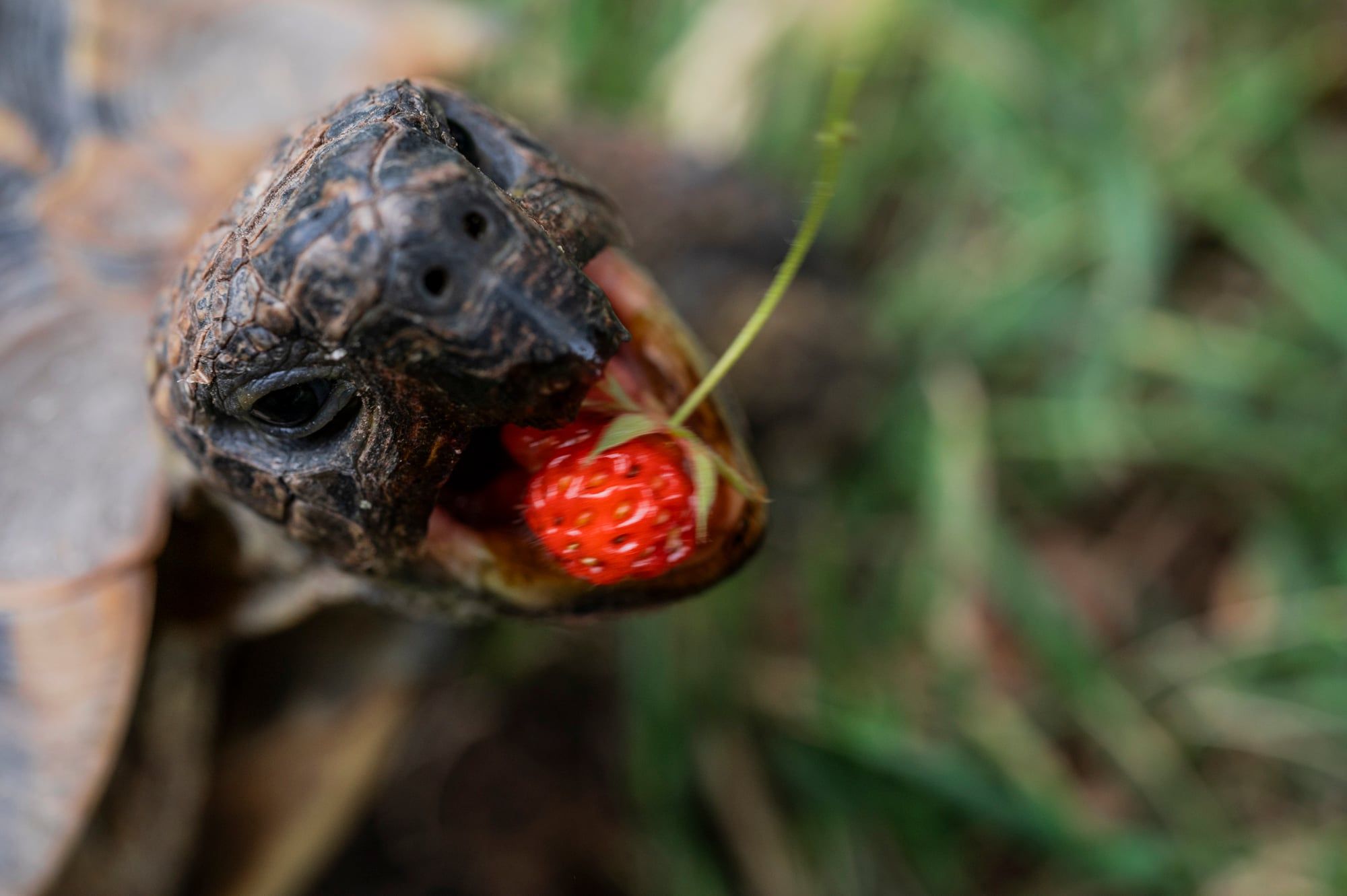 Schildkröte beißt in eine rote Erdbeere, aufgenommen in Bayern