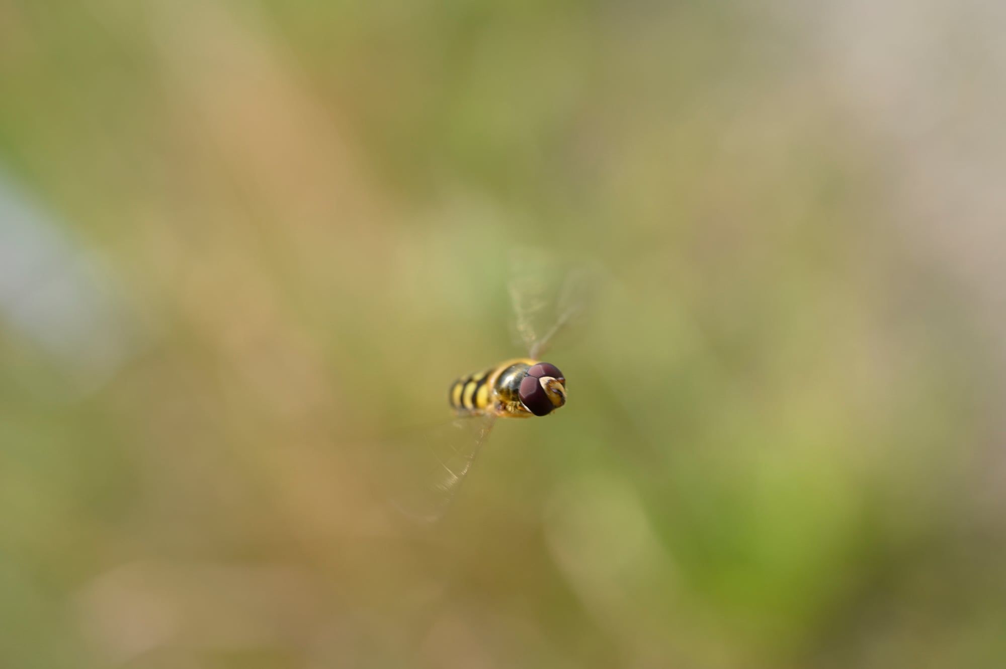 Schwebfliege steht im Flug vor einem unscharfen, grünen Hintergrund, aufgenommen in Bayern