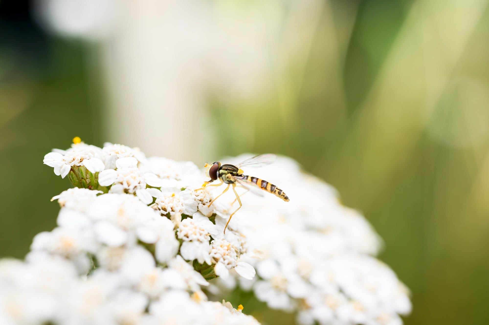 Schwebfliege auf weißen Schafgarbenblüten vor hellem Hintergrund, aufgenommen in Bayern