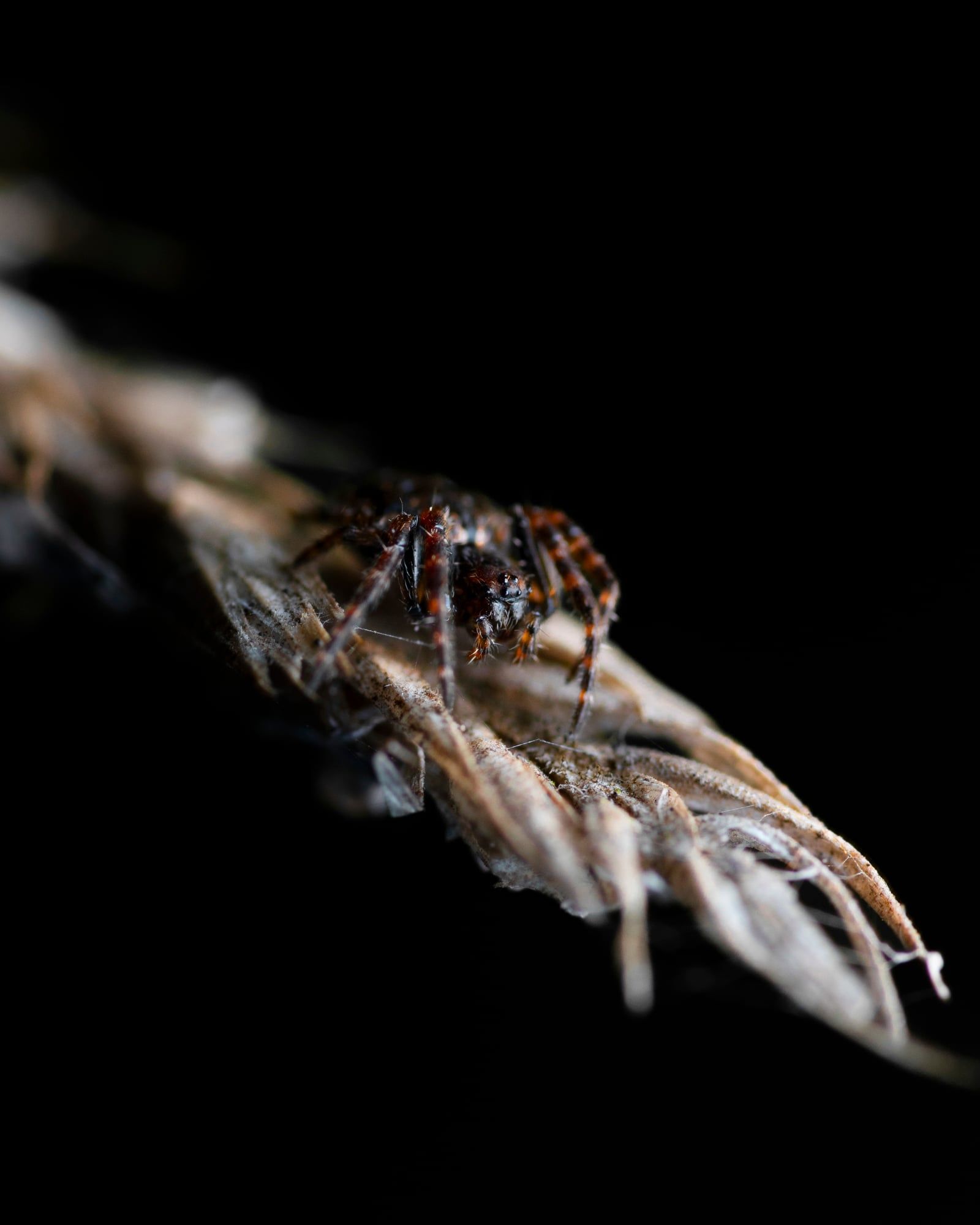Kleine Spinne auf einem trockenen Halm vor schwarzem Hintergrund, aufgenommen in Bayern