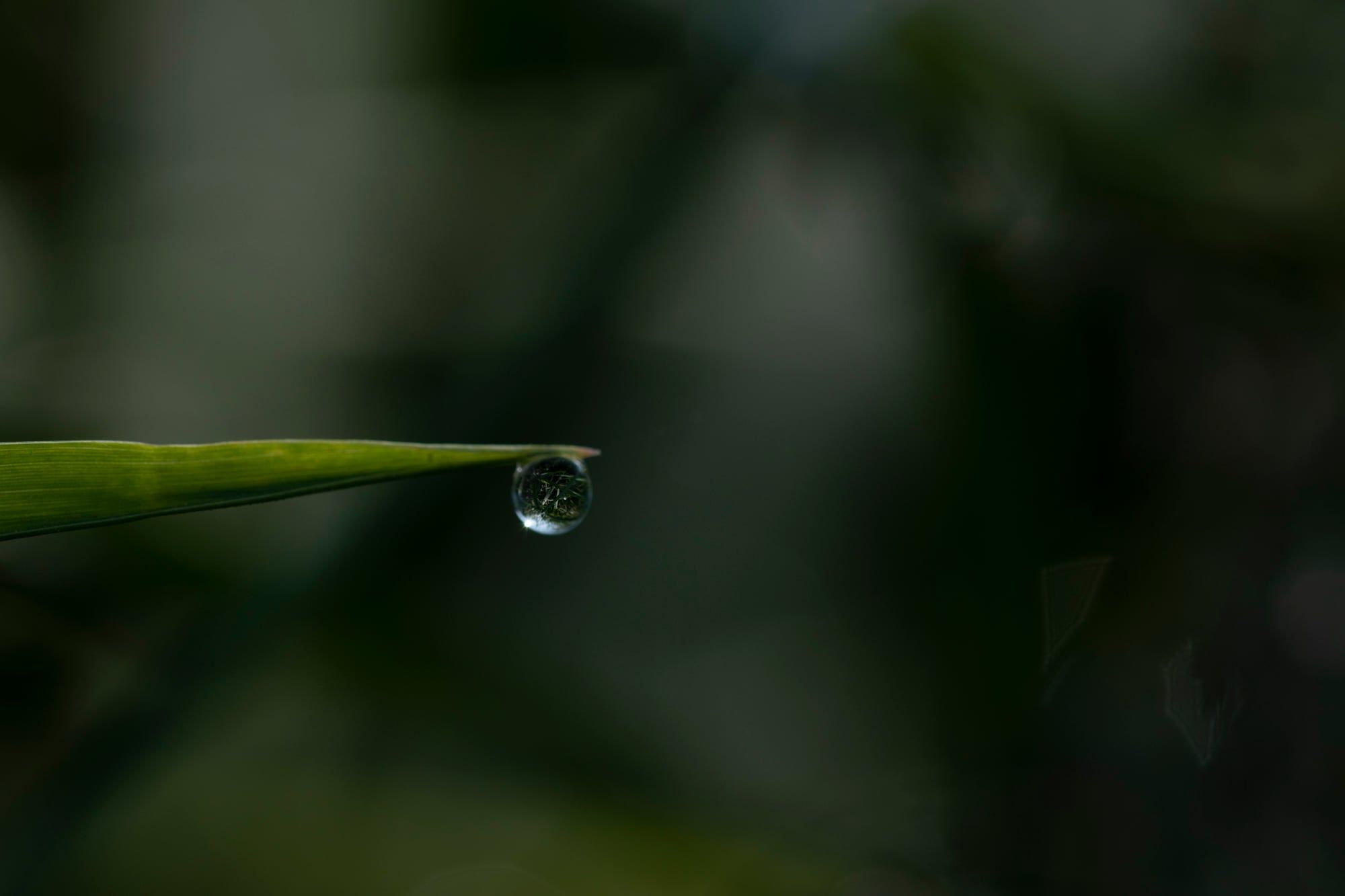 Wassertropfen hängt an der Spitze eines Grashalms vor dunkelgrünem Hintergrund, aufgenommen in Bayern