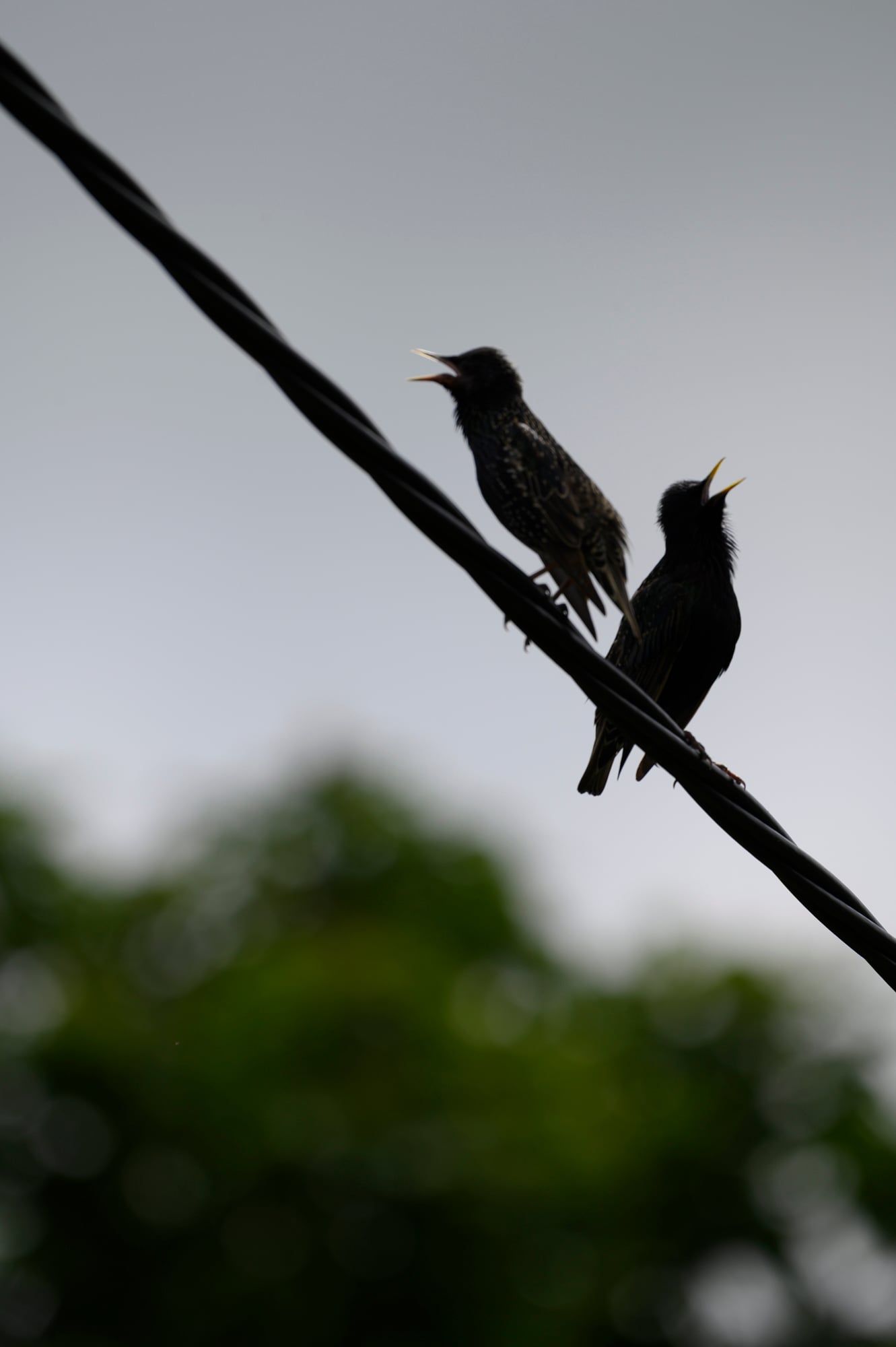 Zwei Vögel auf einer Leitung als Silhouette vor hellem Himmel, aufgenommen in Bayern