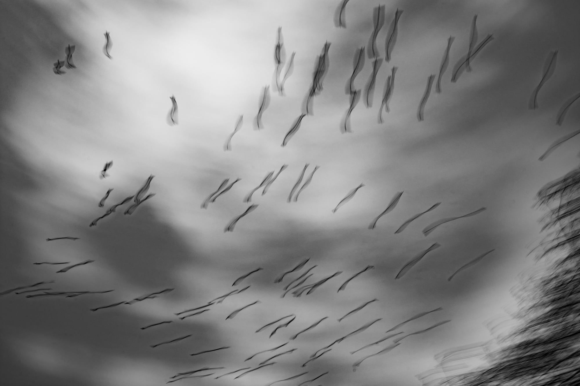 Großer Vogelschwarm zieht als verwischte Silhouetten durch einen grauen Himmel, aufgenommen in Bayern