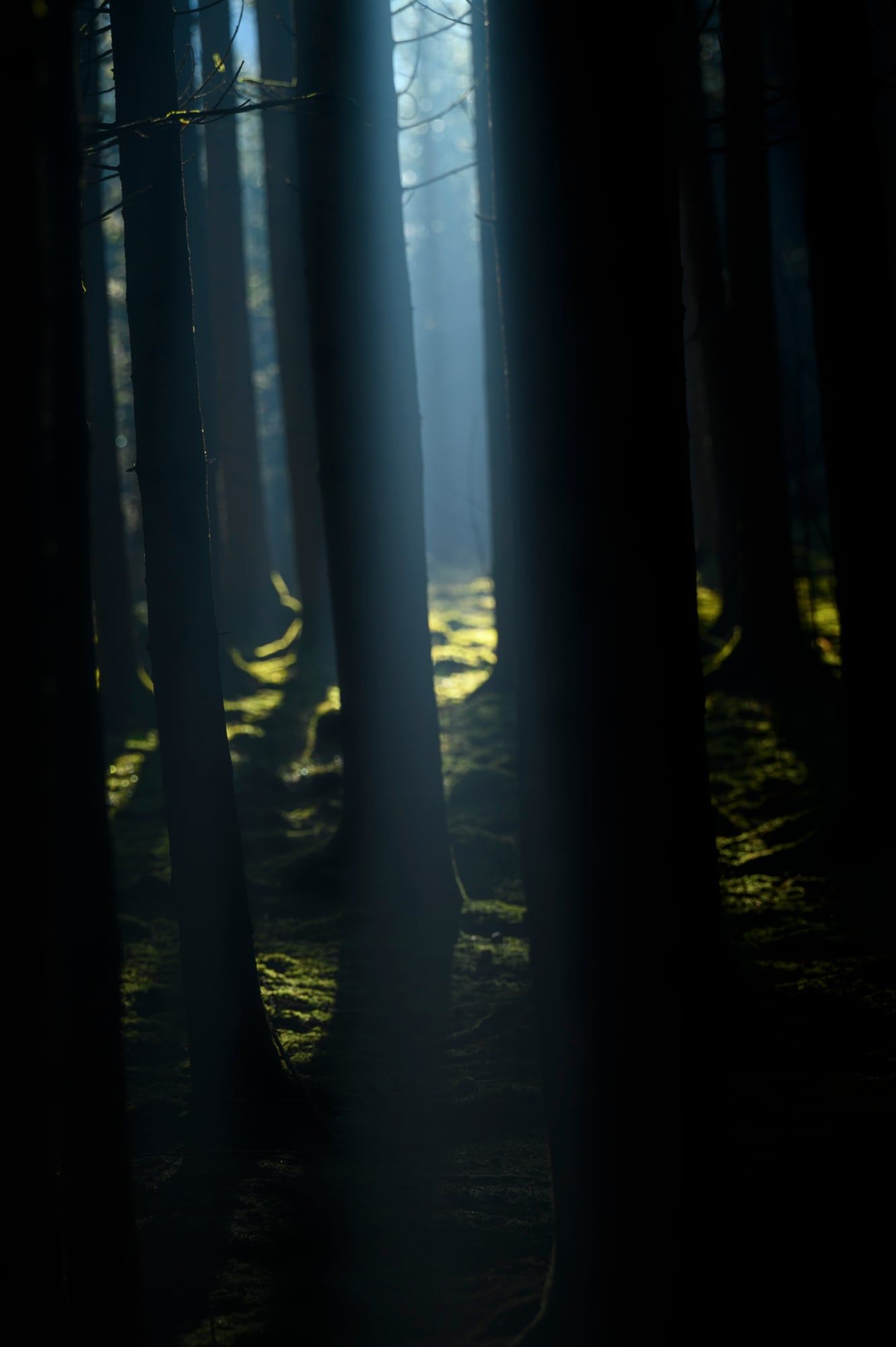 Dunkler Fichtenwald, durch den schmale Lichtstreifen zwischen die Stämme fallen, aufgenommen in Bayern